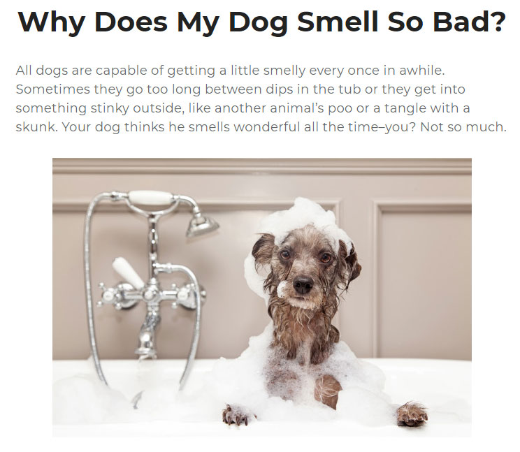 Dog Article