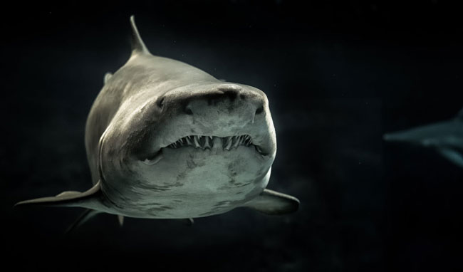 Shark photography