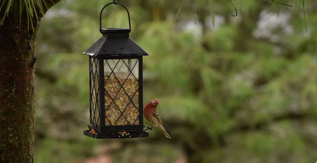 DIY Bird Feeder