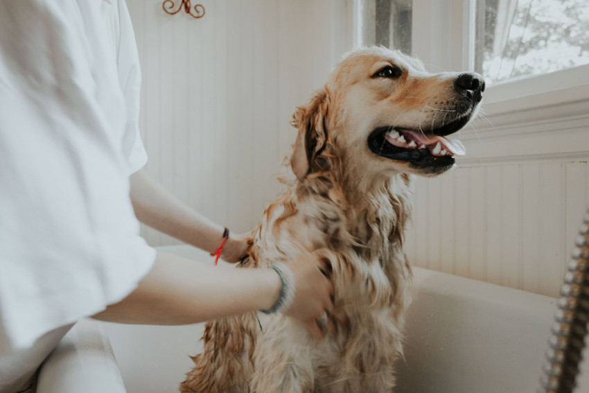 golden retriever being bathed